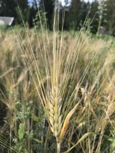 Ячмень Ячмень