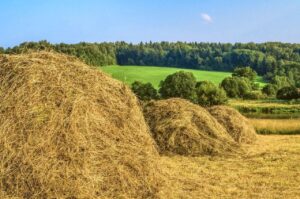 Сенокос Сенокос