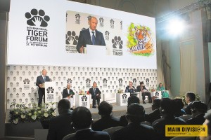 Тигровый форум Тигровый форум