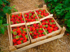 Сбор клубники Сбор клубники