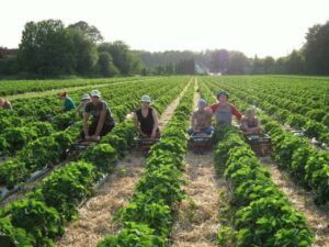 Англия. Как мы собирали клубнику. Англия. Как мы собирали клубнику.