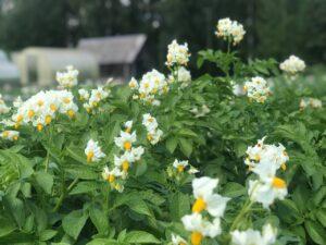 Цветущий картофель Цветущий картофель