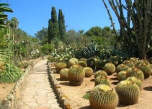 Кактусы Кактусы, Южная Америка