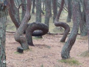 Танцующий лес Танцующий лес