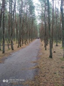 Тропинки в Королевском бору Тропинки в Королевском бору