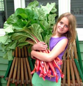 Ревень Ревень