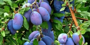 Слива Слива