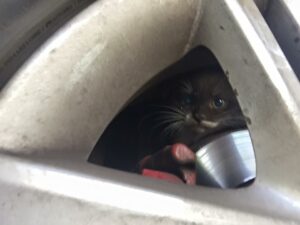 Котёнок под колесом. Фото Евгении Осиповой. Котёнок под колесом. Фото Евгении Осиповой.