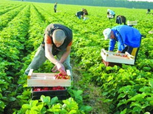 Сбор клубники, Финляндия Сбор клубники, Финляндия