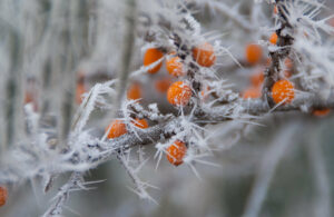 Зима, ягоды на ветке