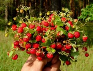 Земляниченька Земляниченька