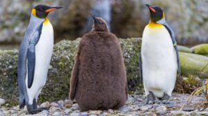 Пингвины Пингвины