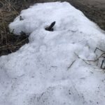 Снег на самоизоляции. Сопротивляется беспощадному солнцу как может! Снег на самоизоляции