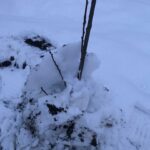 Спасаем маленькие деревца. Обещают мороз до 6 градусов, а то даже до 9! Деревце, мороз