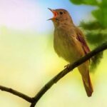 Соловей Соловей