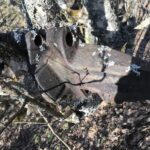 Лет 40 назад кто-то положил тракторную гусеницу между стволом и веткой молодой берёзы. За несколько десятков лет металл «врос» в ствол берёзы. Необычная картина. Тракторная гусеница