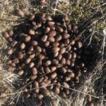 Свежая смс-ка лося. Видел сегодня живого лося на берегу реки, метрах в 50 от меня, огромный, два метра в холке. Не успел сфотографировать, он убежал в заросли кустов. Свежая смс-ка лося.