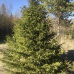 Вот такие густые ёлочки выросли за 30 лет на бывших совхозных полях. Ёлочки