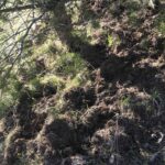 А вот так недавно поработали кабаны, уже по сухой земле рылись под сосной, видимо грызли её сладкие сочные корни. Если лось, завидев меня, ринулся в кусты, то кабан мог и накинуться, так что хорошо, что я не застал его на месте. Кабаны рылись в земле