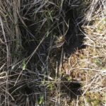 Свежий след лося. Свежий след лося.