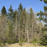 Ёлки и сосны красиво гармонируют с небом и землёй, особенно при солнечном свете, ближе к вечеру. Ёлки и сосны