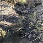 Старая дренажная канавка всё ещё работает, отводит воду с поля в речку, хотя уже лет 40 её никто не чистил. Старая дренажная канавка