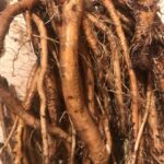 Делаем «кофе» из одуванчика Делаем «кофе» из одуванчика