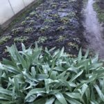 В деревне В деревне