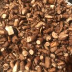 Делаем «кофе» из одуванчика Делаем «кофе» из одуванчика