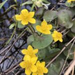 Calta Palustris - калужница болотная. Calta Palustris - калужница болотная.