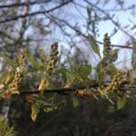 Черёмуха ещё не расцвела, а холода уже пришли! Черёмуха