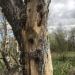 Дятлова работа. Дупло дятла