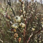 Это один из видов вербы. Довольно редкий, не помню точно какой, их много и часто они похожи друг на друга. Верба
