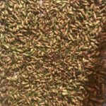 Почки чёрной смородины Почки чёрной смородины