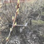 Ветки чёрной смородины Ветки чёрной смородины