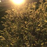 Цветущая жимолость