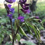 Чина весенняя