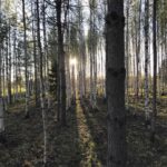 Березовая роща