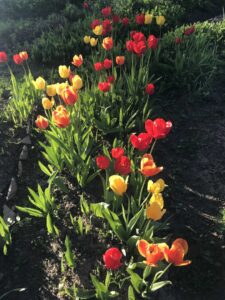 Дневник деревенского самоизолянта (ЧАСТЬ-5)