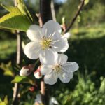 Цветы в деревне Цветы в деревне