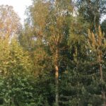 В деревне В деревне