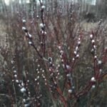 Вербушка Вербушка