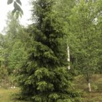 Ёлочка Ёлочка