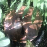 Грибы в деревне Грибы в деревне