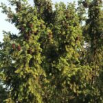 Вот такие замечательные шишки. Вот такие замечательные шишки.