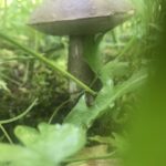 Грибы в деревне Грибы в деревне