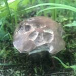 Грибы в деревне. Кто-то покусал :) На такое добро охотников много :) Грибы в деревне