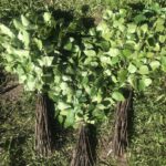 Веники. Первые в этом году. Веники