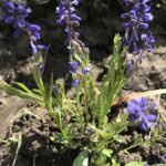 Истод хохлатый Истод хохлатый