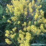 Сурепка обыкновенная Сурепка обыкновенная